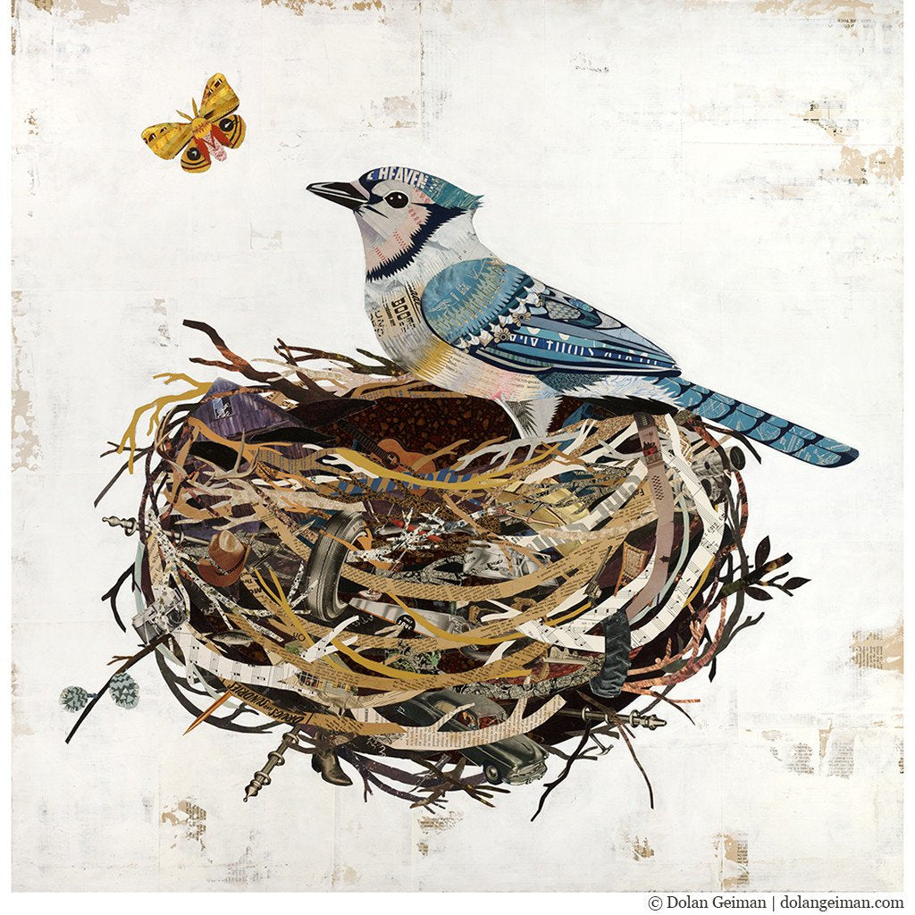 Blue Jay Nest
